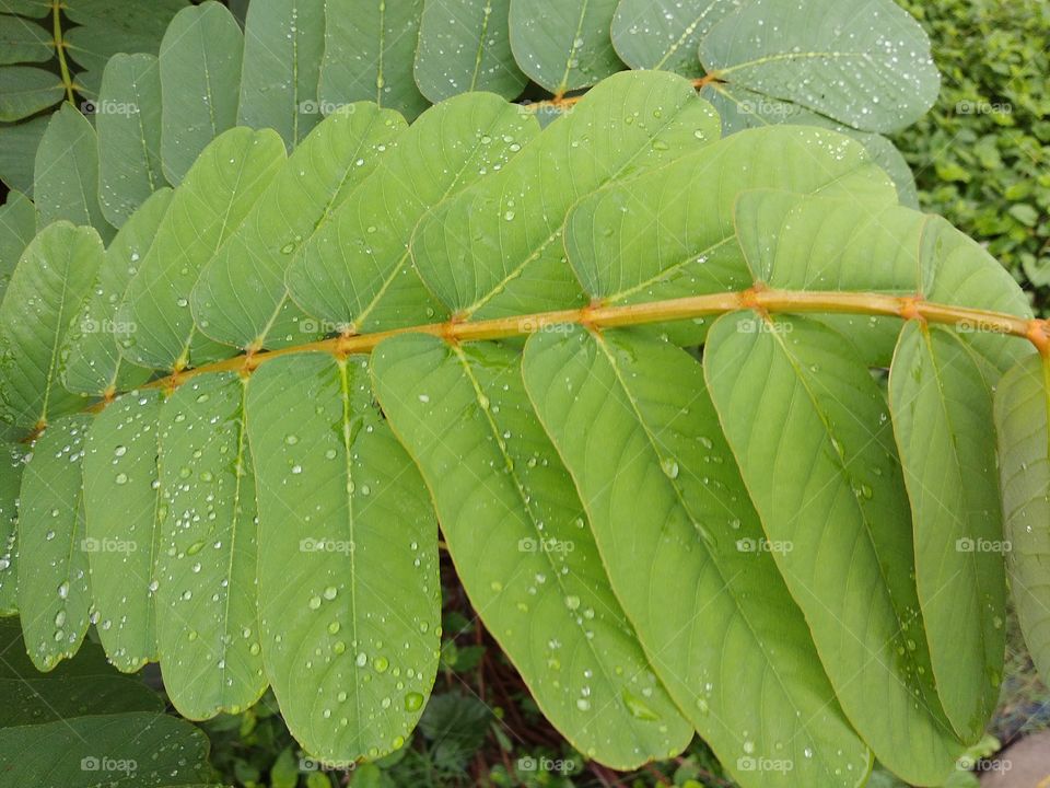 Water on the leafs