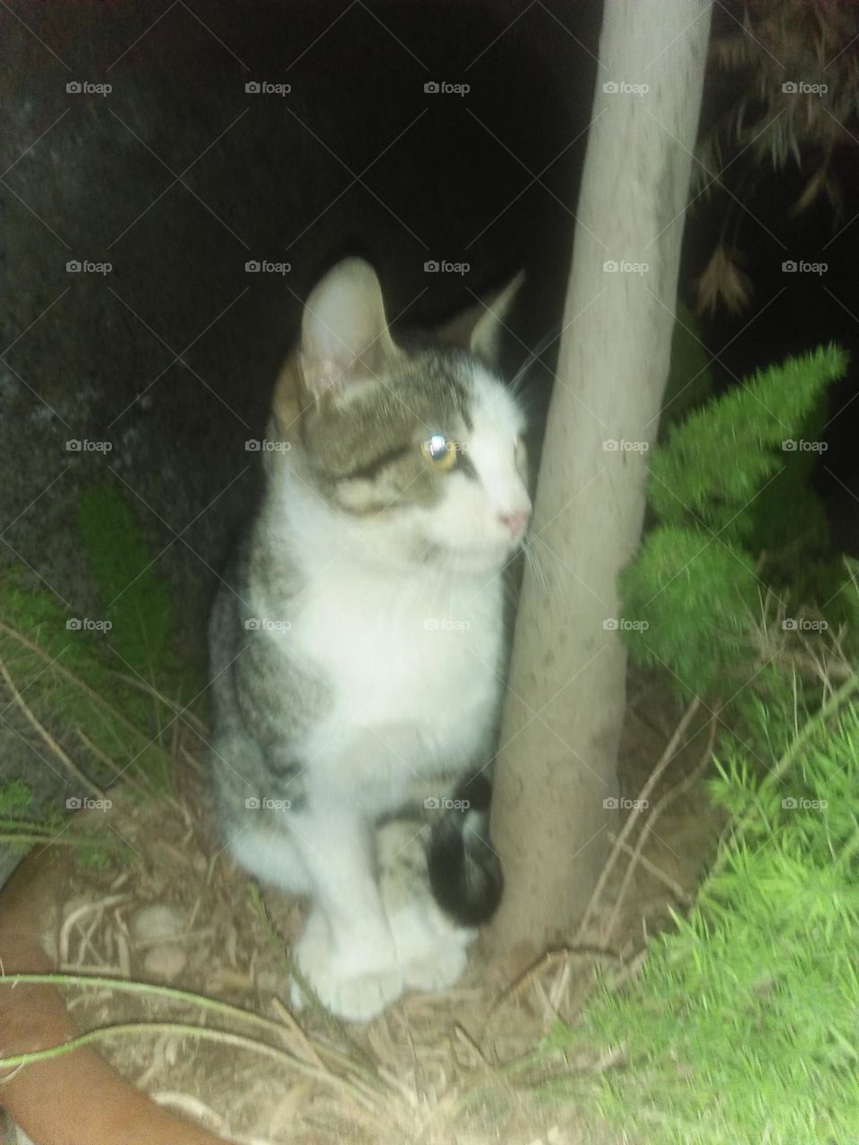 Beautiful cat looking at camera.