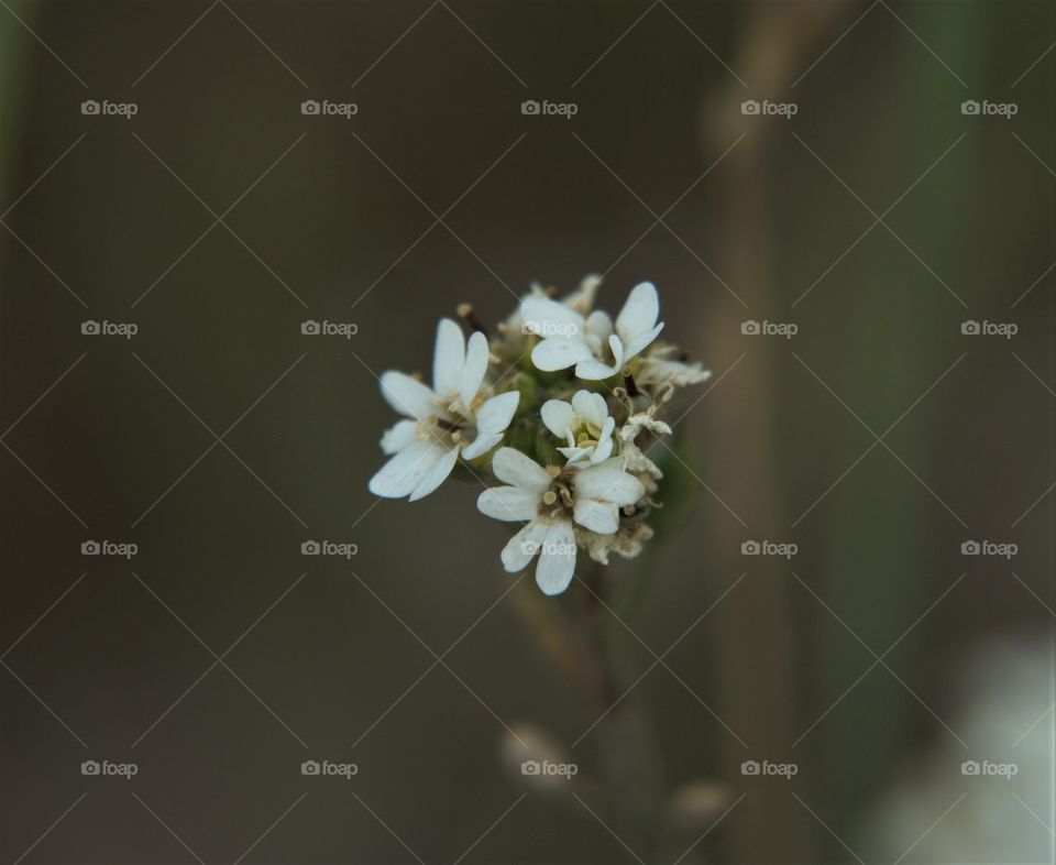 White flower from meadow