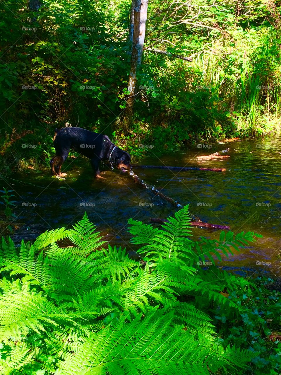 Playing in the water