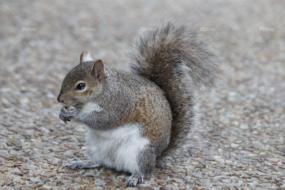 Chubby Squirrel. He loves nuts and treats! 