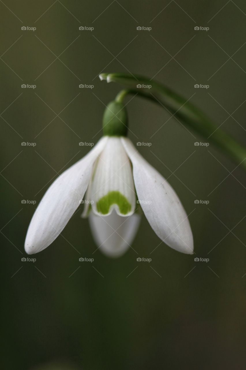 A close up snowdrop that has opened up its petals.