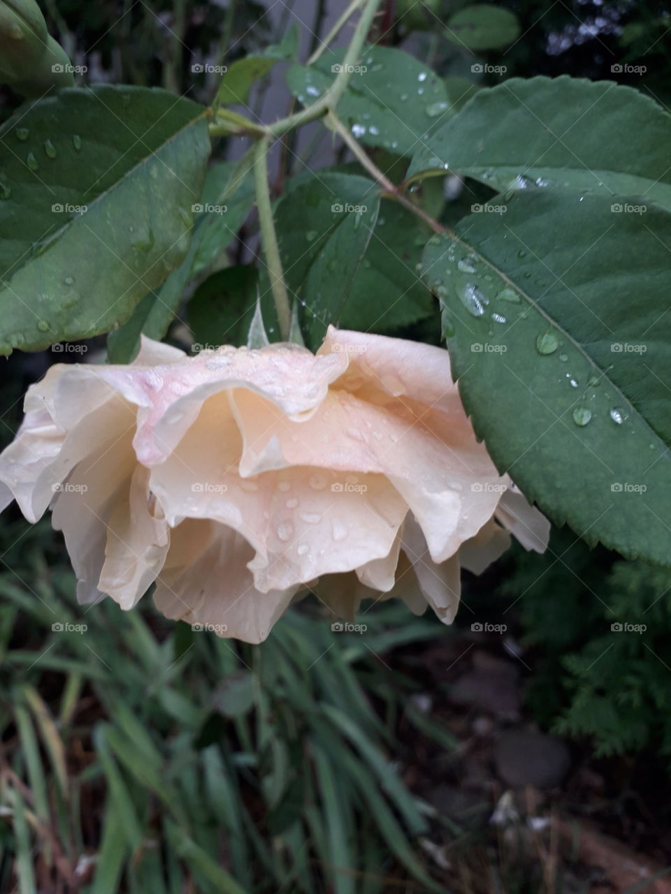 rain drops on yellow rose