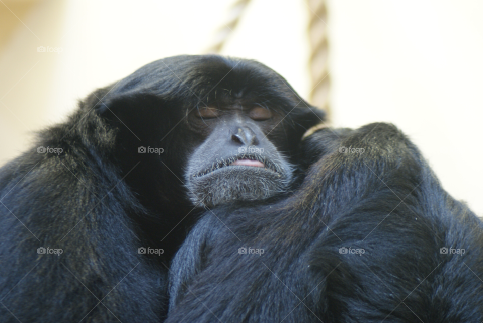 sleep monkey tongue bored by Pahars