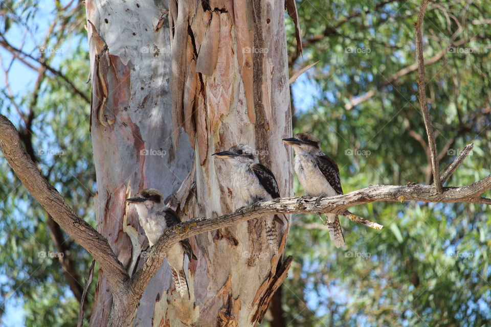 Kookaburra family enjoying the afternoon sun in the local Gumtree