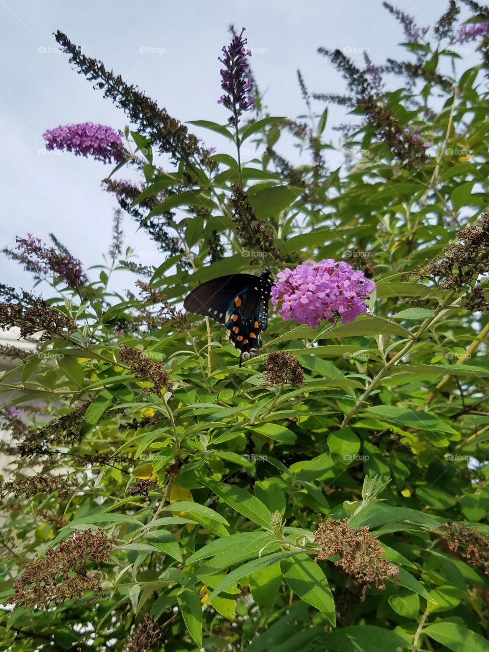 Butterflies fly away