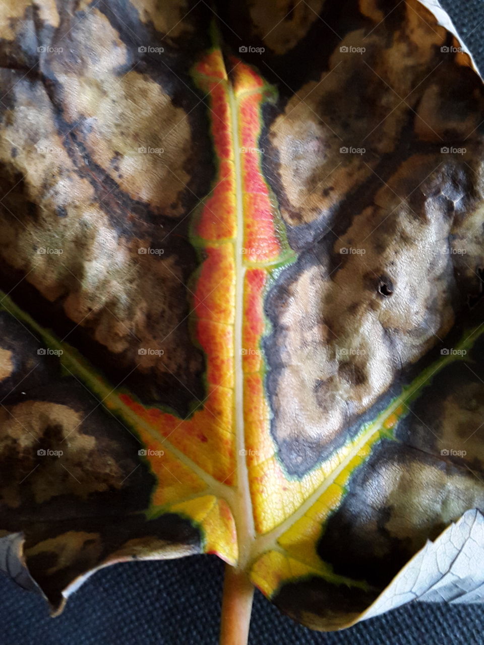 incredible array of bold colours on this fallen autumn leaf
