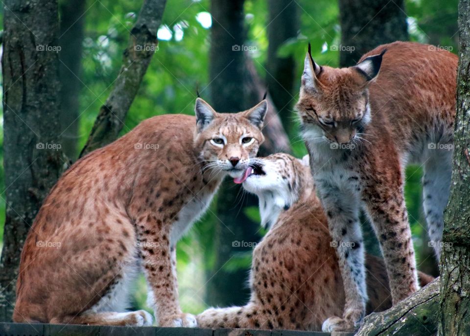 Animals, lynxes, cats, large, wild,