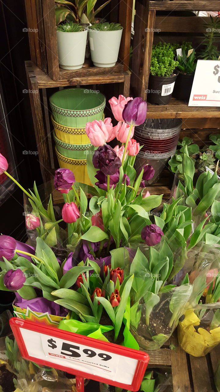 purple and pink tulips