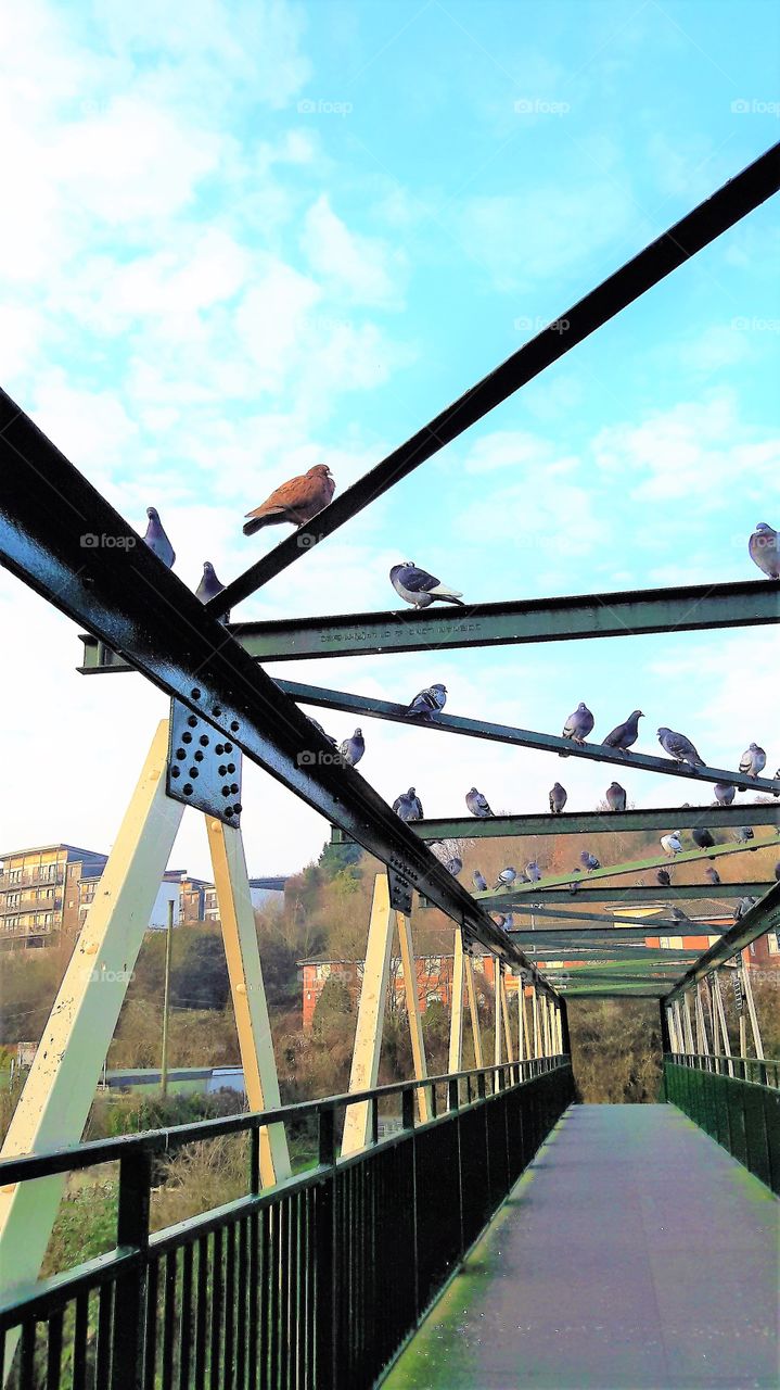 Birds on Bridge