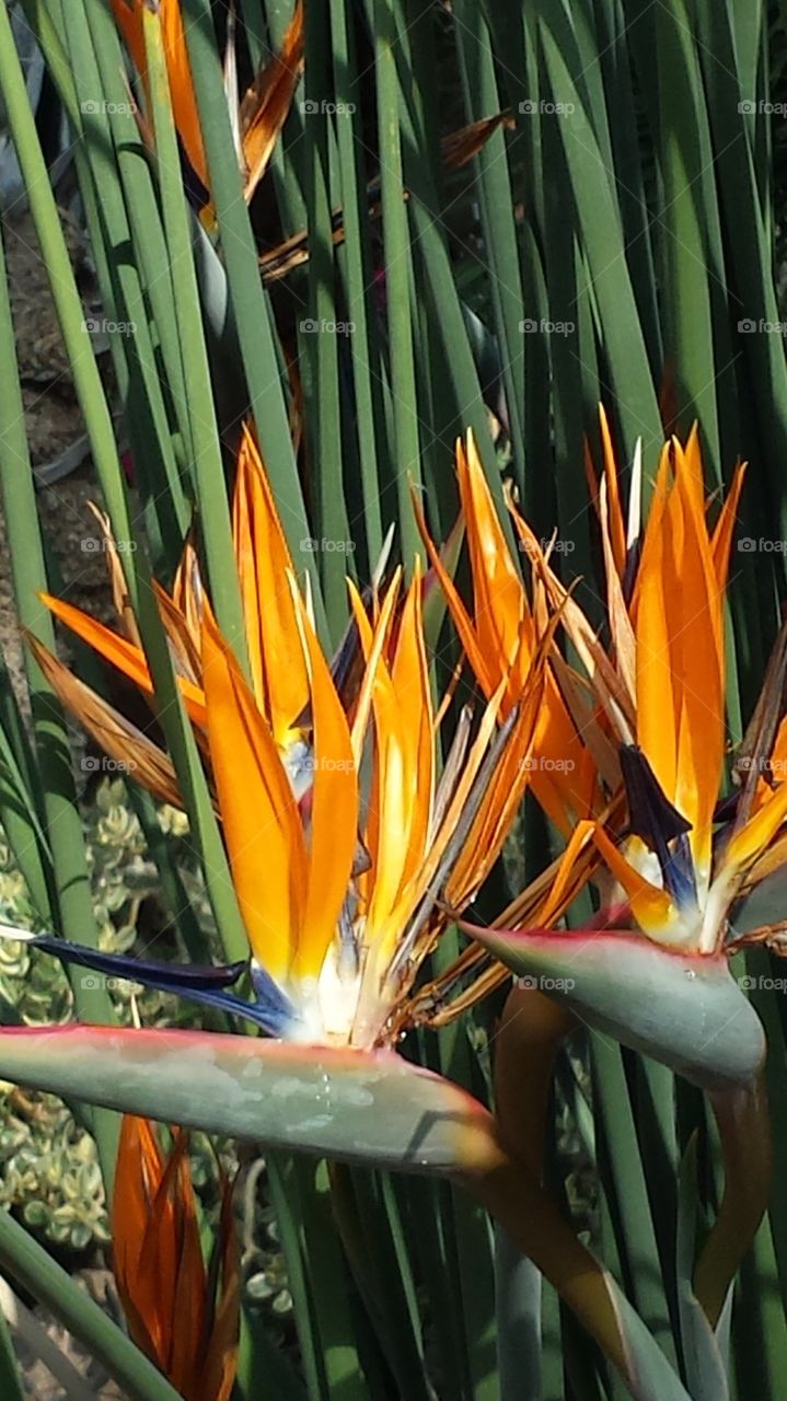 birds of paradise