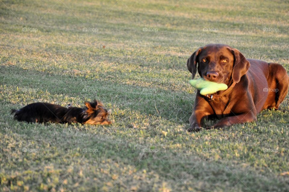 My Yorkie Drake & Labrador Josie, have always been best friends!