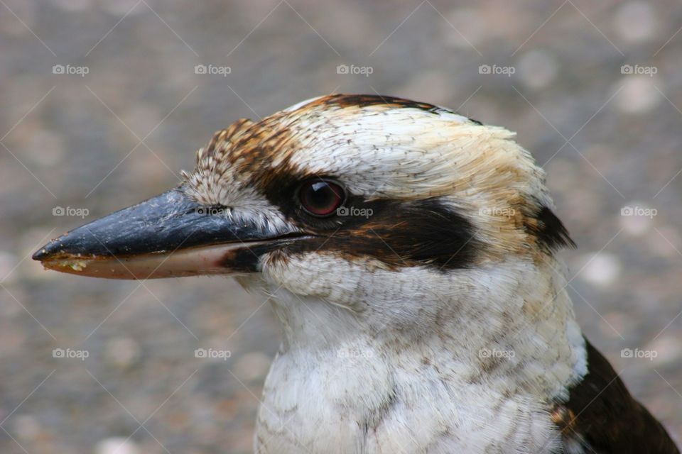 Kookaburra 