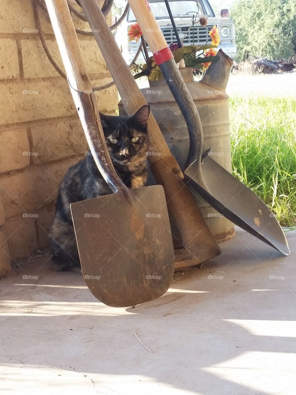 working kitty