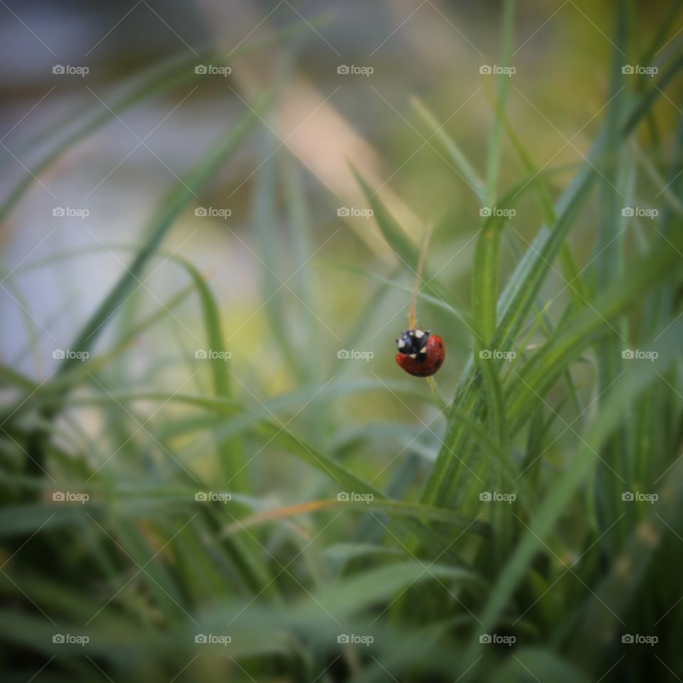 Close-up of ladybug on grass