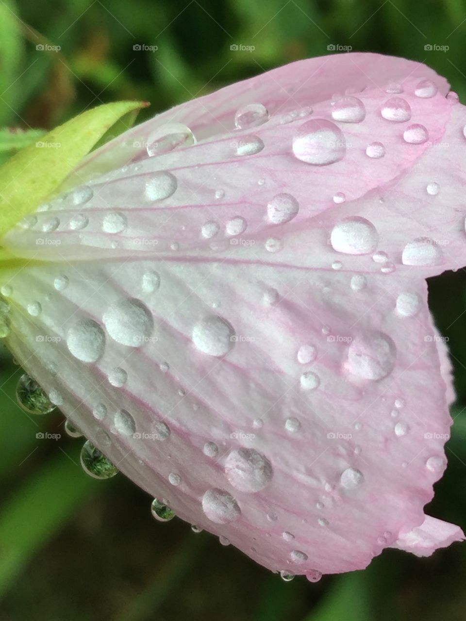 Raindrops on Flower 3