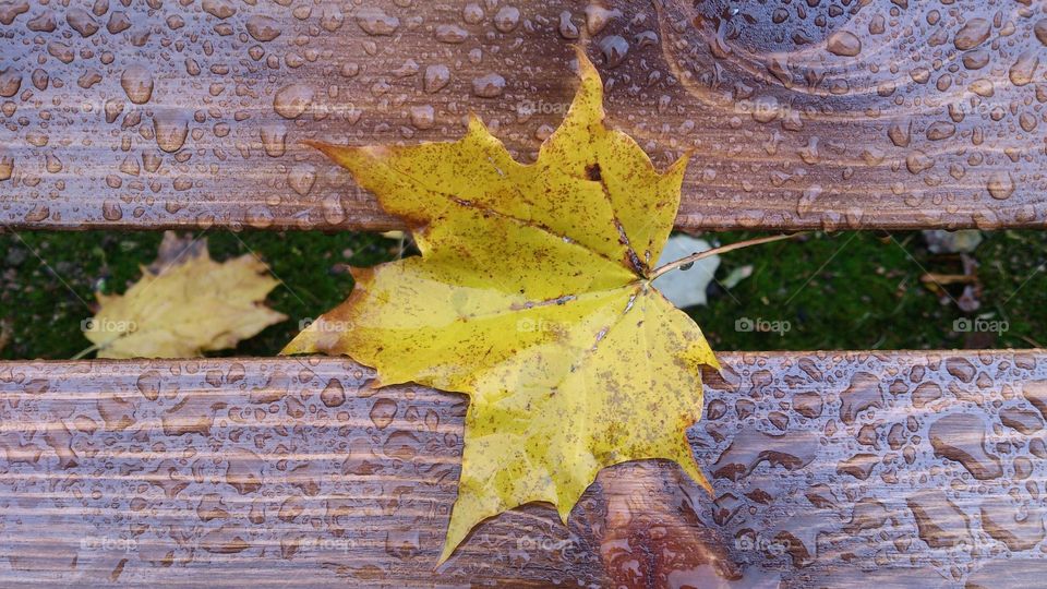 A yellow maple leaf is not on a wooden bench in the rain. Rainy day 🌧️🍁