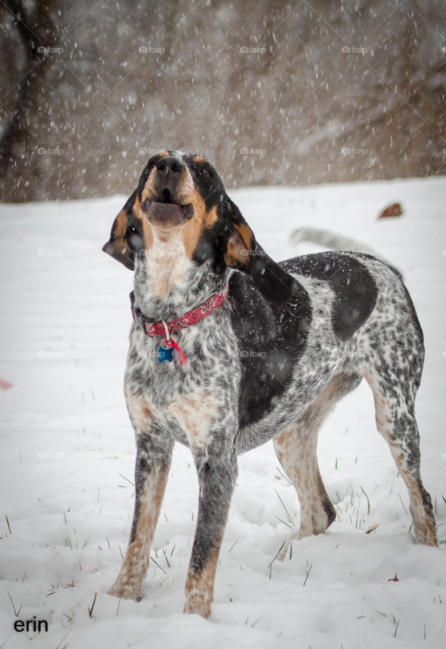 Coonhound howling In the snow at Christmas time. 