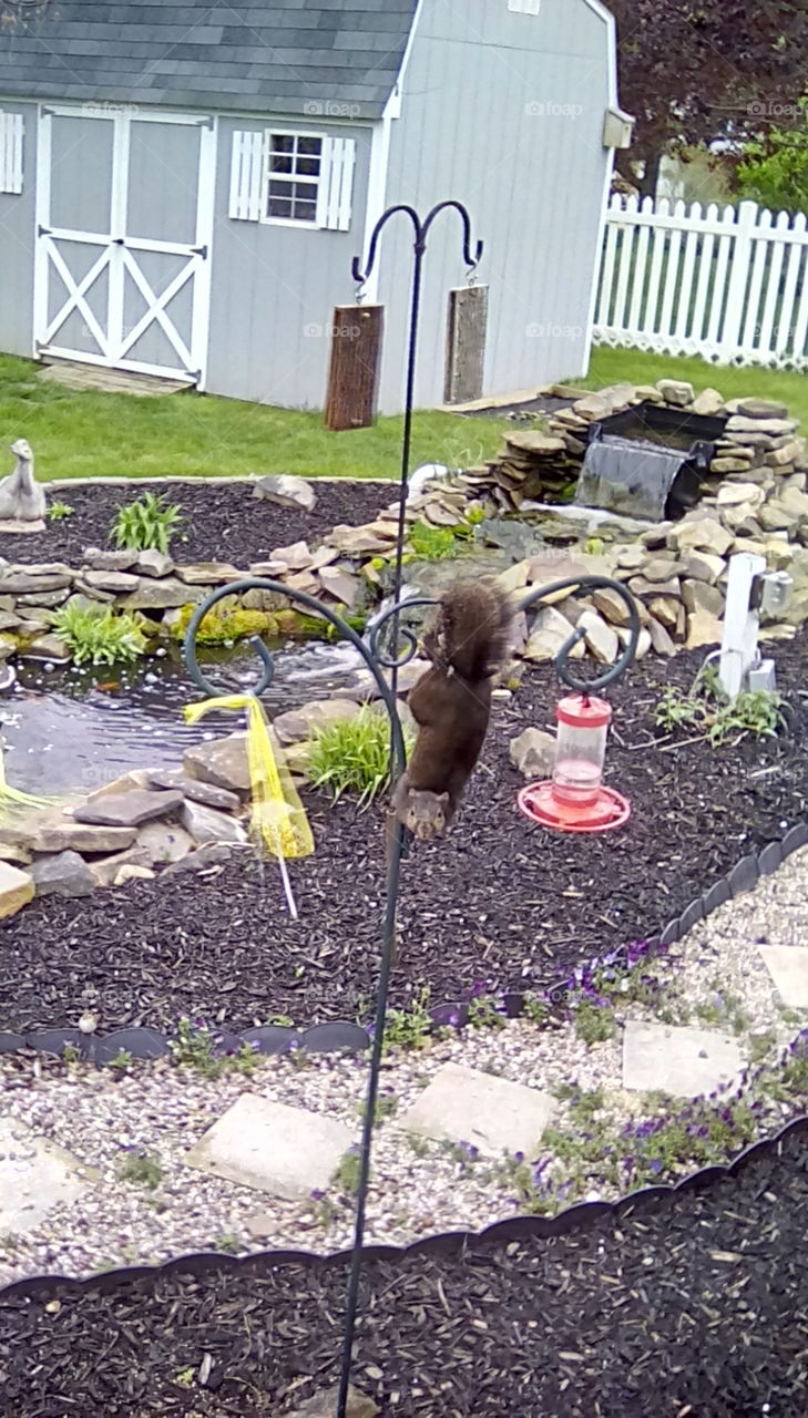 smart squirrel eating from the bird feeders