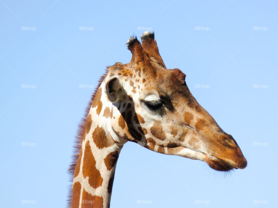 Giraffe