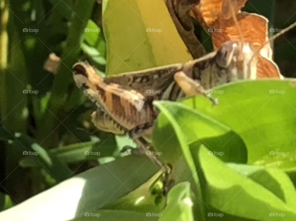 Grasshopper hidden in leafage