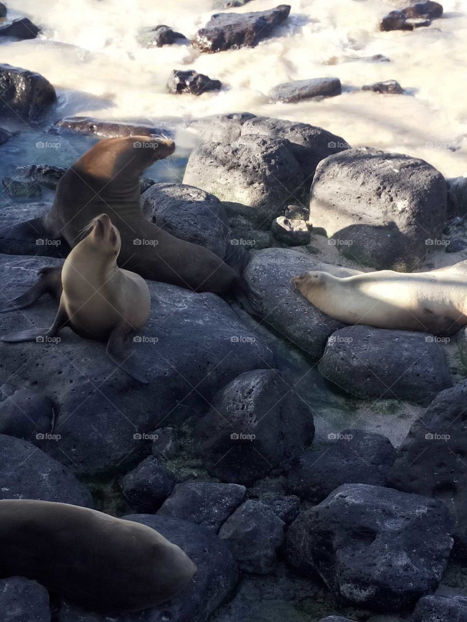 The sea lion siesta hangout