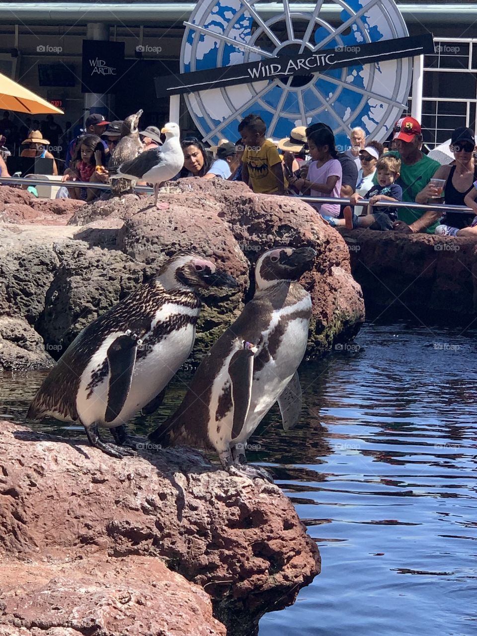 Penguins at SeaWorld San Diego 