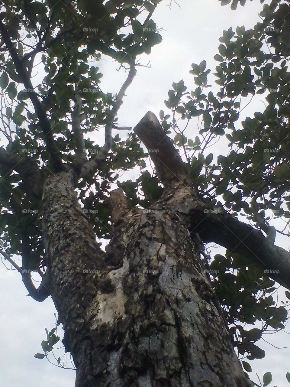 A tree peeling off its bark is on the edge of a ditch on the road to a public cemetery in Jakarta