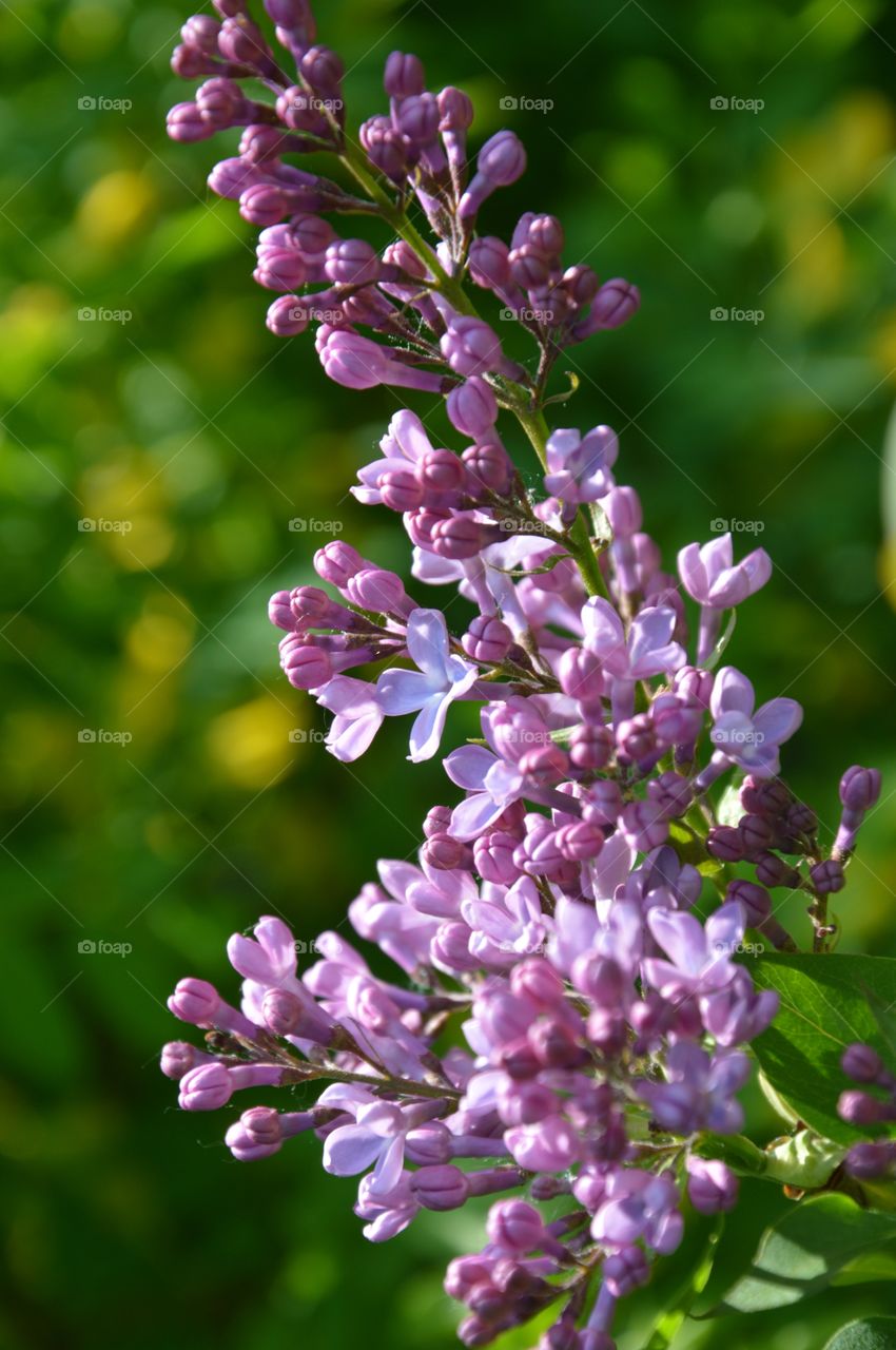 flowers of tree