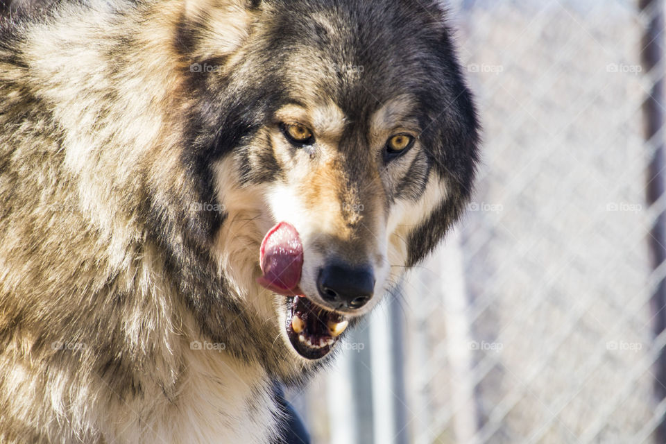 Wolf finishing snack