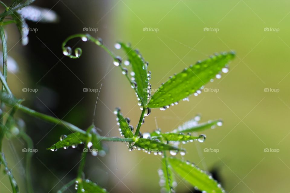 Dew