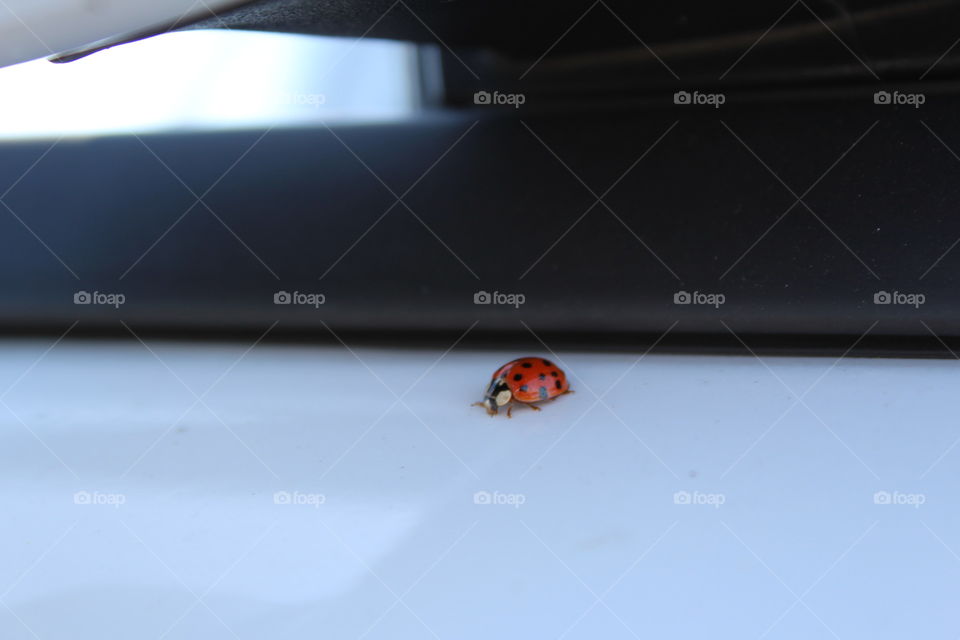 Lady Bird on a car door