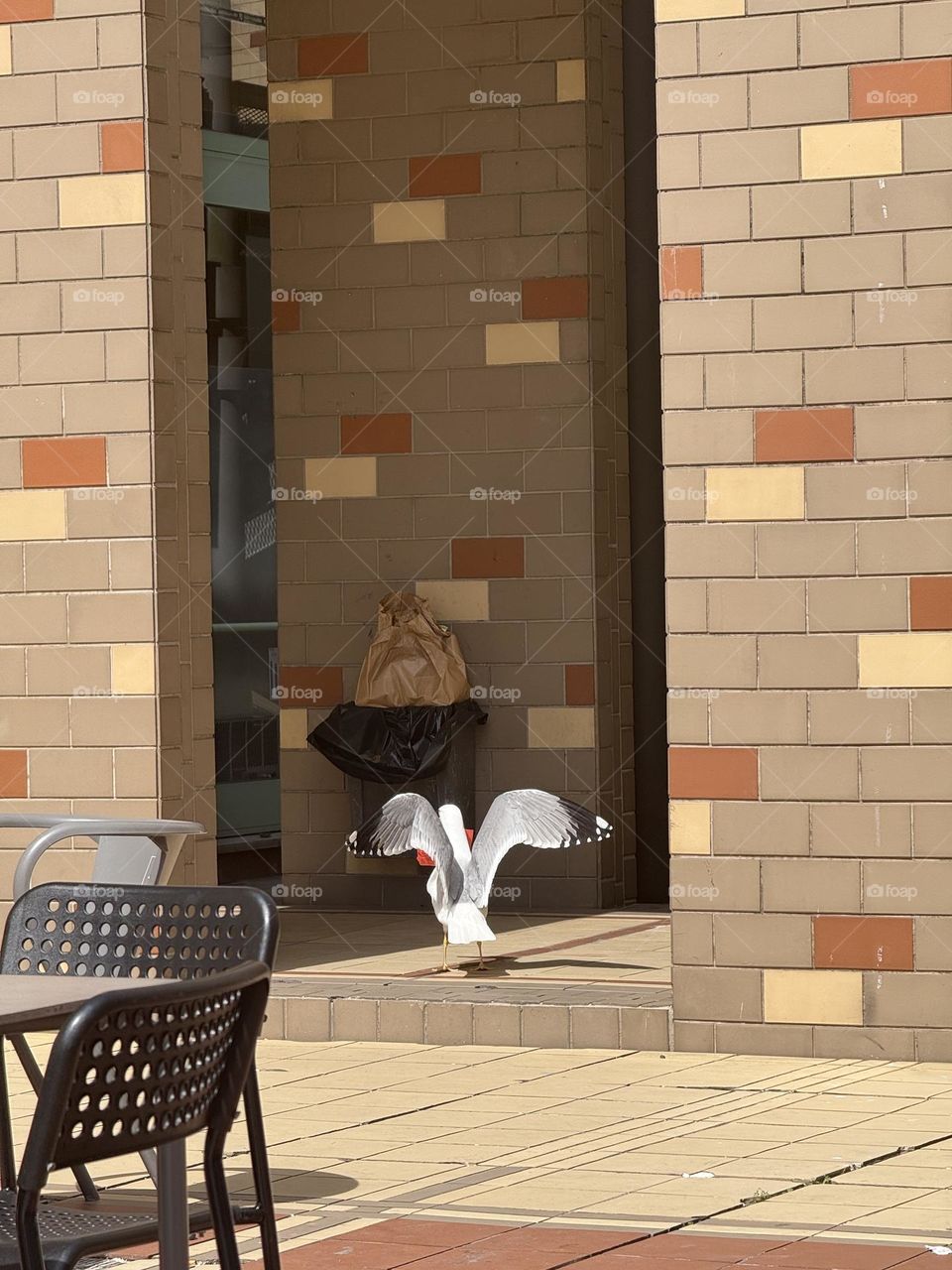 Gaivotas em missão secreta: infiltrar- se no bar e roubar a cena!