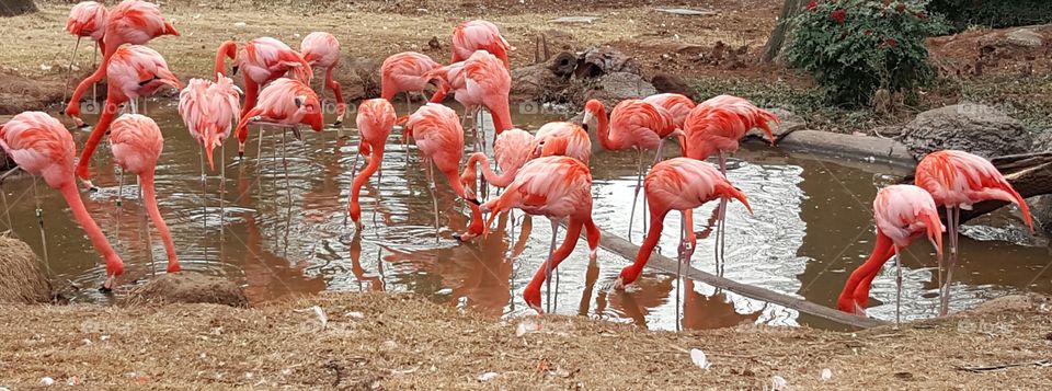 Flamingos