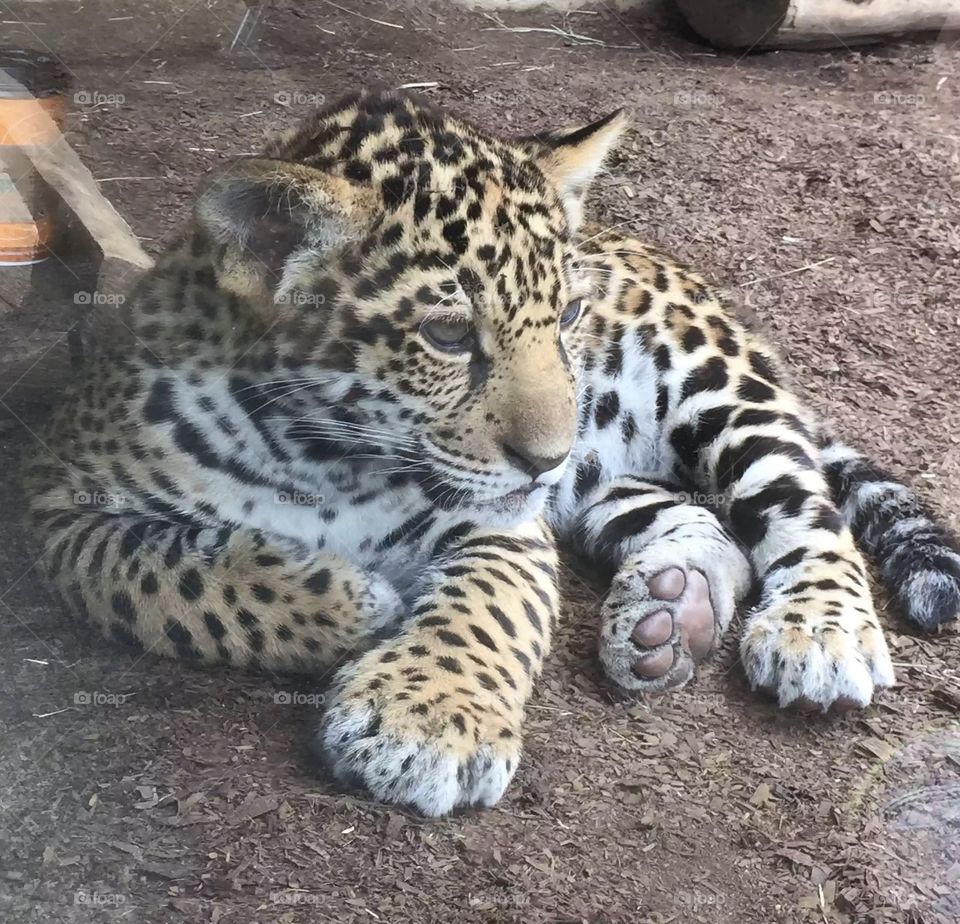 Baby jaguar San Diego zoo