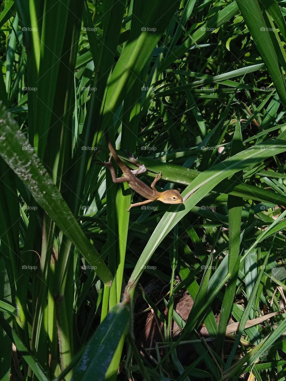 Lizard hanging on the grass.