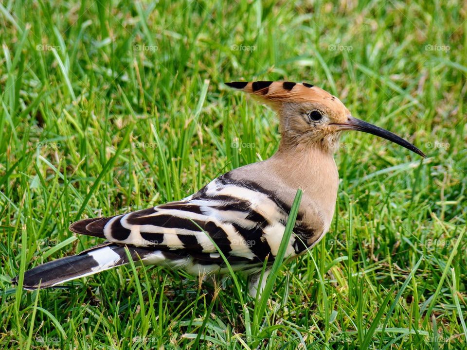 Hoopoe 🪶🪶