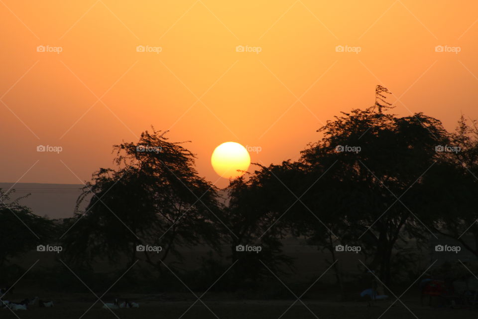 Sunset, Dawn, Tree, Silhouette, Evening