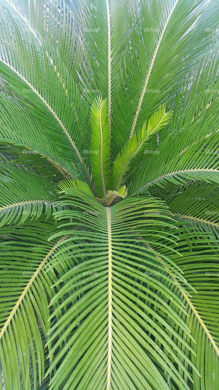 Cycad