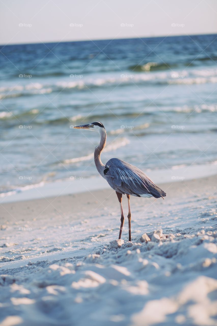 Heron on beach
