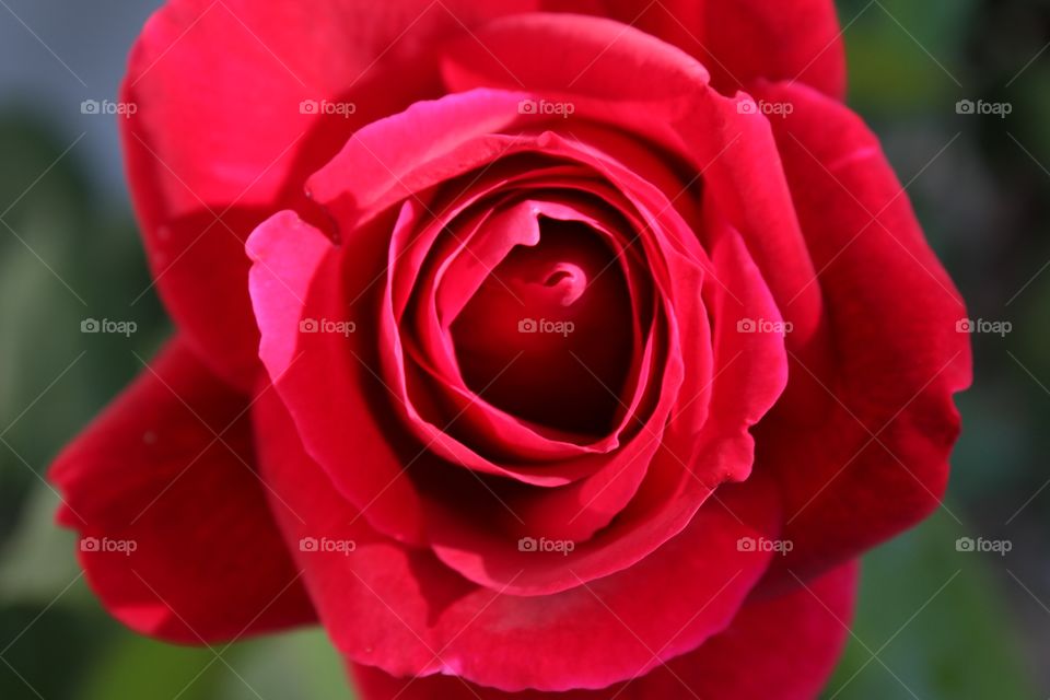 red rose red rose