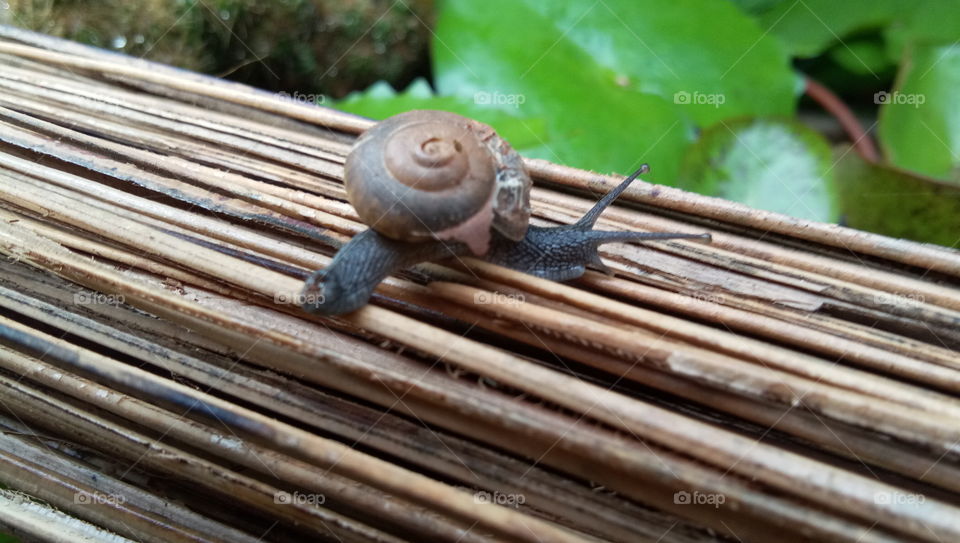 snail  walk to near water...