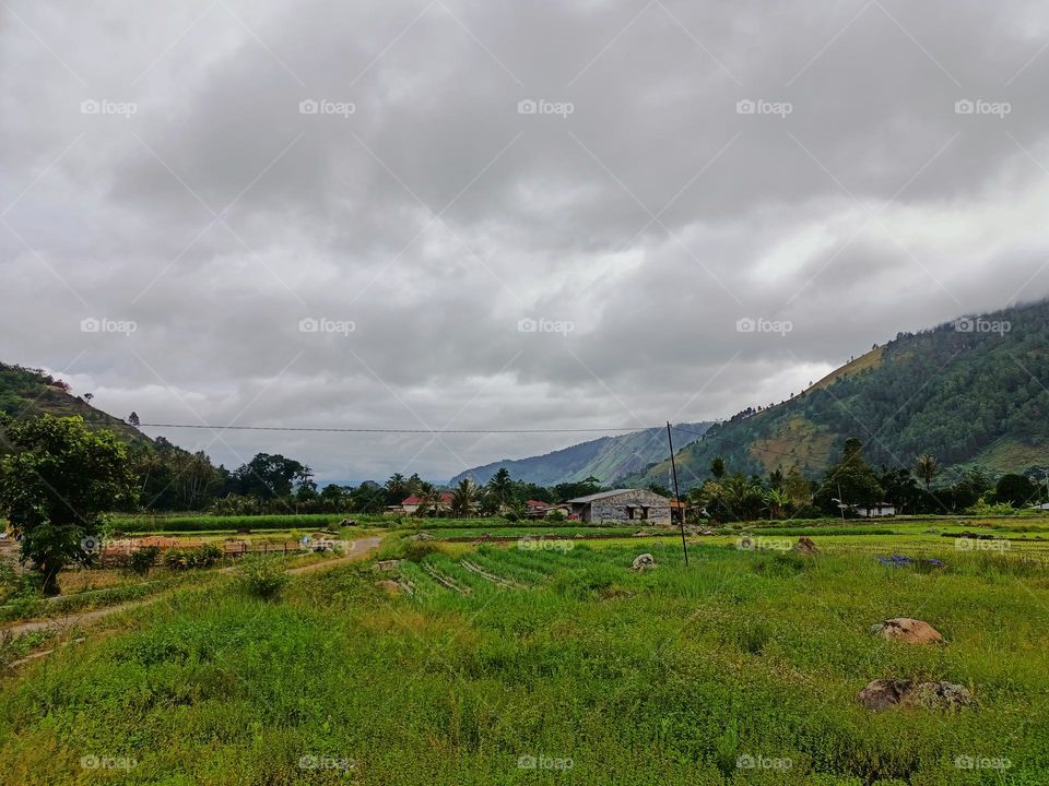Grasslands and rice fields in the countryside in the caldera valley
resulting from the eruption of Mount Toba 74,000 thousand years ago, Indonesia