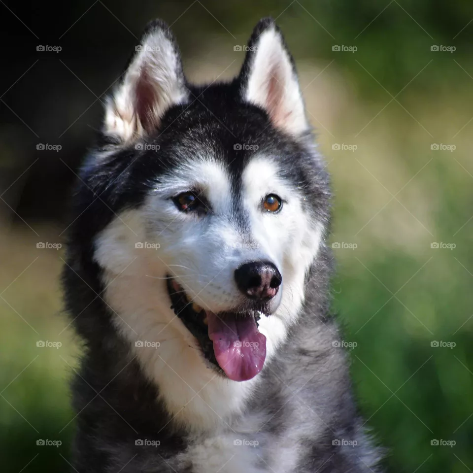 husky dog