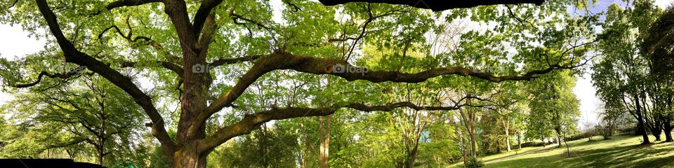 Giant oak in Geneva botanic garden 