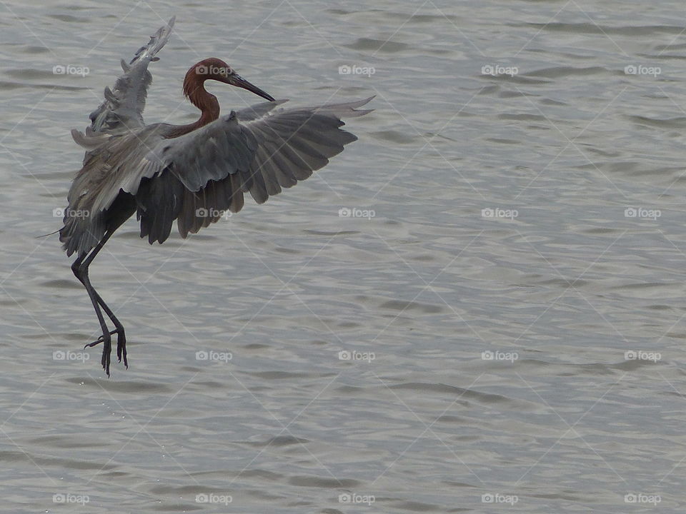 Feeding dance of reddish egret