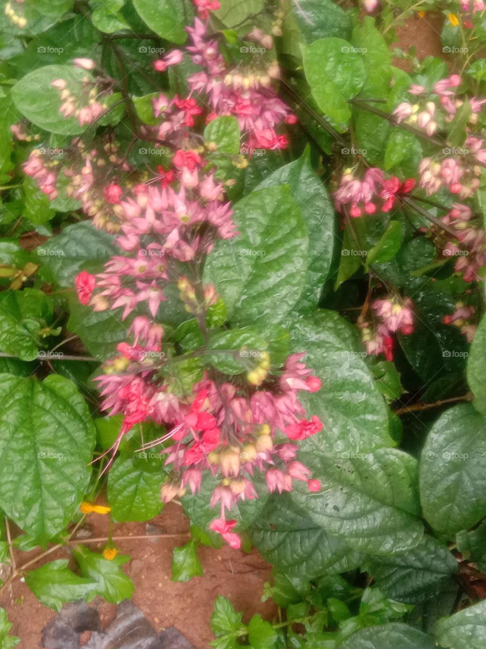 A bunch of scattered red blooms ❤️🌸