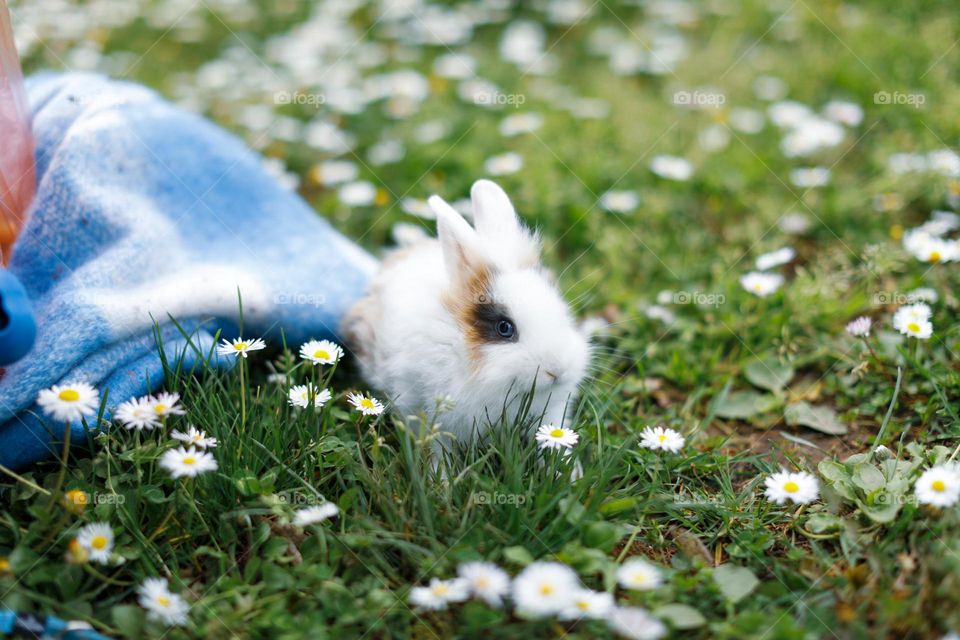 A bunny at the grass and daisy field