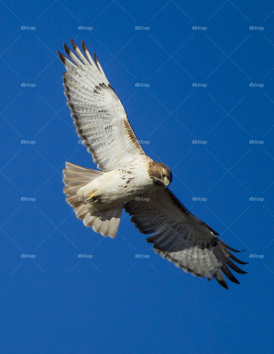 Red-Tailed Hawk