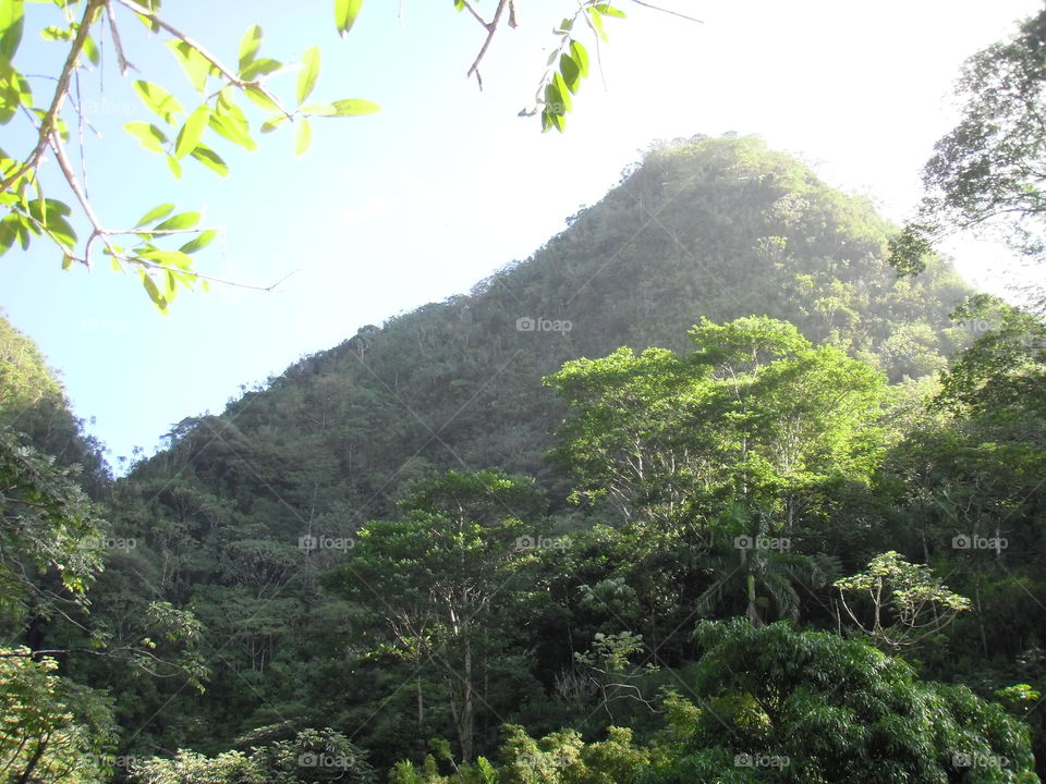 Rainforests of Oahu. 